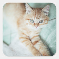 Un Chaton En Couleur Dorée En Bas
