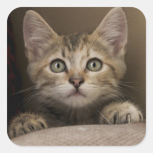 Sticker Carré Un chaton tigré très doux