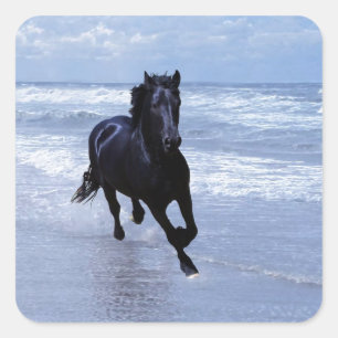 Sticker Carré Un cheval sauvage et libre