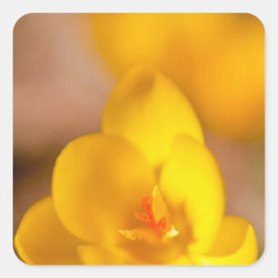 Sticker Carré Un crocus jaune fleurit à Portsmouth, New