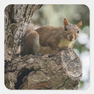 Sticker Carré Un écureuil curieux perché sur une branche d'arbre
