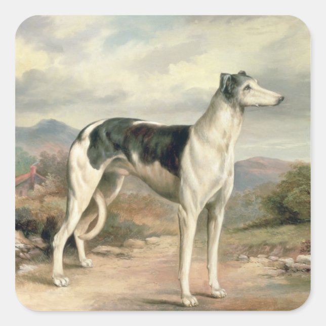 Sticker Carré Un Greyhound dans un paysage vallonné (Devant)