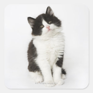 Sticker Carré Un jeune chaton assis regardant dans la caméra.