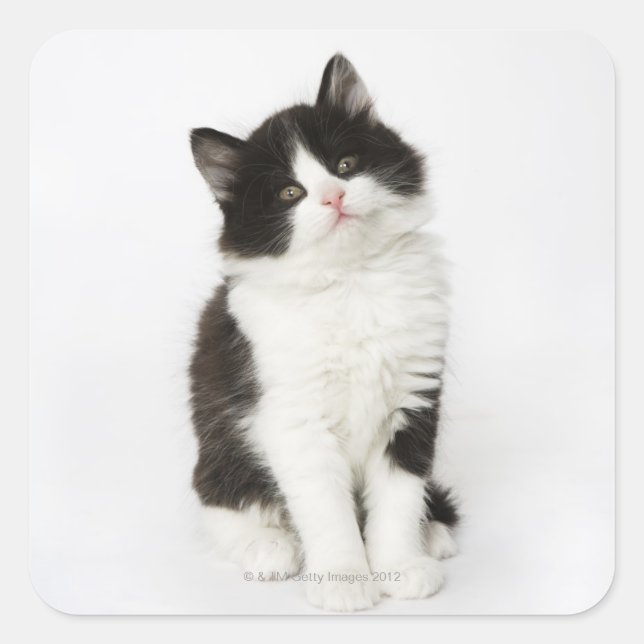 Sticker Carré Un jeune chaton assis regardant la caméra (Devant)