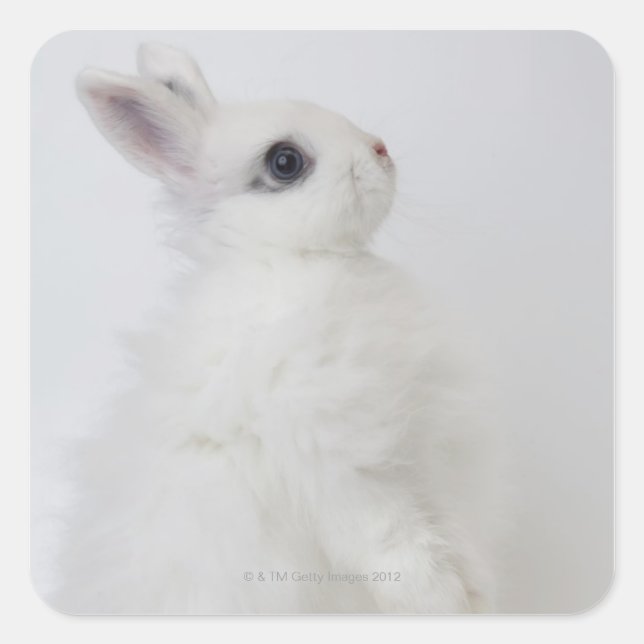 Sticker Carré Un lapin blanc. Jersey Wooly. (Devant)
