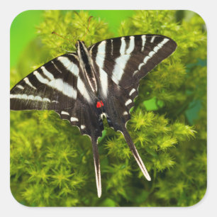 Sticker Carré Un papillon swallowtail nord-américain