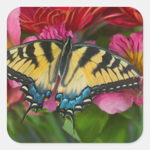 Sticker Carré Un papillon swallowtail tigré