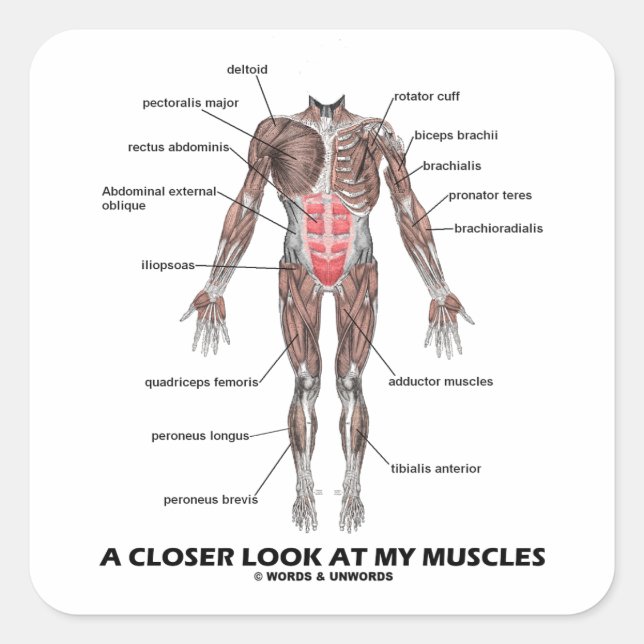 Sticker Carré Un Regard Plus Près De Mes Muscles (Anatomie / Ana (Devant)