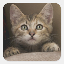 Sticker Carré Un Tabby Kitten Très Sucré