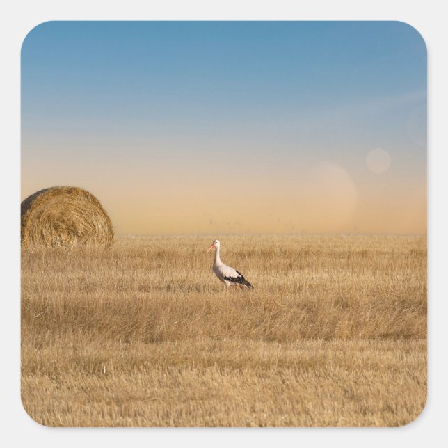 Sticker Carré Une cigogne blanche (Devant)