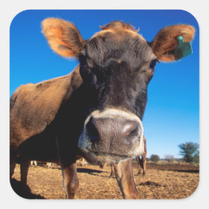 Sticker Carré Une vache jersey curieuse