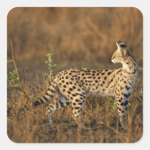 Sticker Carré Upper Mara, réserve de gibier Masai Mara, Kenya,
