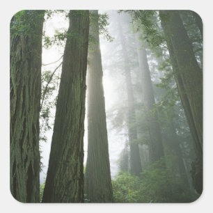 Sticker Carré USA, Californie, Redwood National Park.