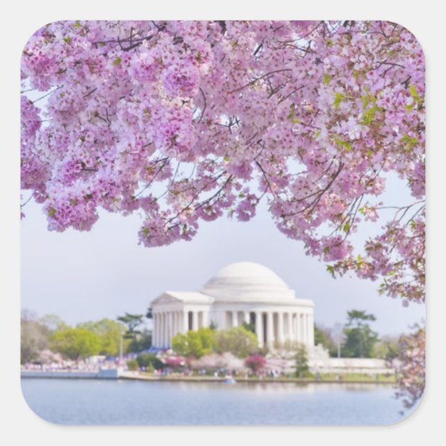 Sticker Carré USA, Washington DC, Cherry tree in floraison (Devant)