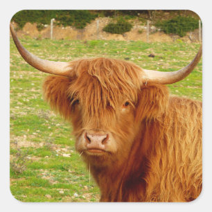 Sticker Carré Vache écossaise des Highlands