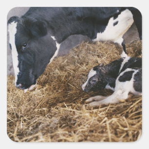 Sticker Carré Vache et veau en foin
