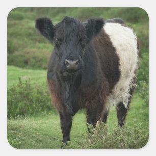 Sticker Carré Vache galloway à ceinture