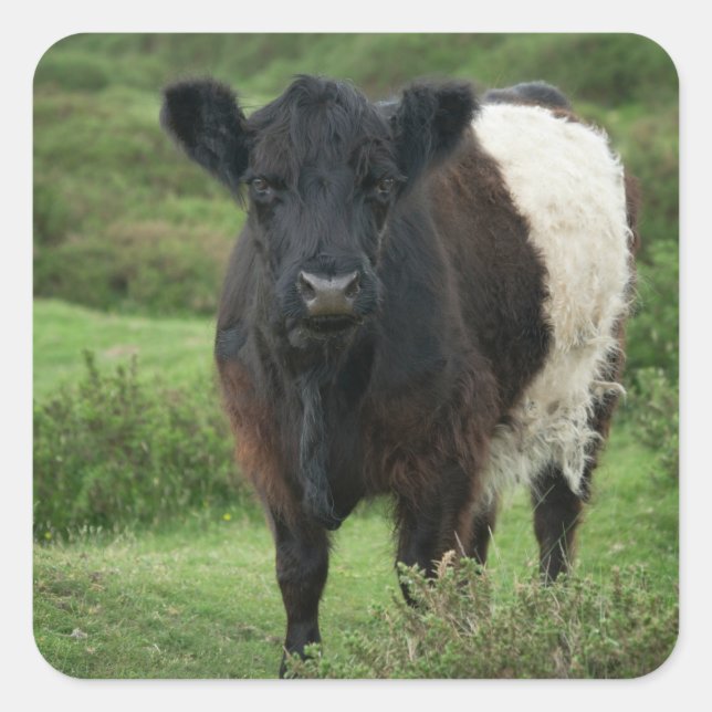 Sticker Carré Vache galloway à ceinture (Devant)