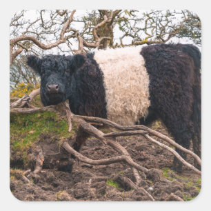Sticker Carré Vache galloway ceinturée debout par arbre tombé