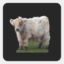 Sticker Carré Vache "Moo" Baby Highland