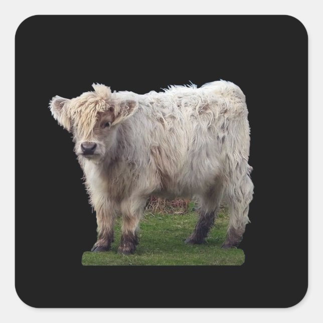 Sticker Carré Vache "Moo" Baby Highland (Devant)