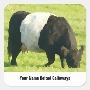 Sticker Carré Vache peinte à Galloway ceinturée par sembler da