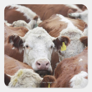 Sticker Carré Vaches dans un corral