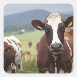 Sticker Carré Vaches de pâturage