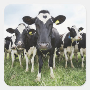 Sticker Carré Vaches debout dans une rangée regardant la caméra