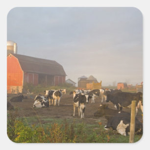 Sticker Carré Vaches laitières Holstein à l'extérieur d'une gran
