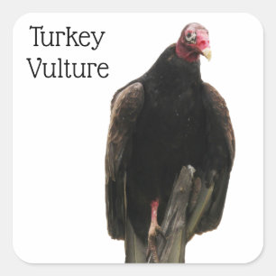 Sticker Carré Vautour de Turquie