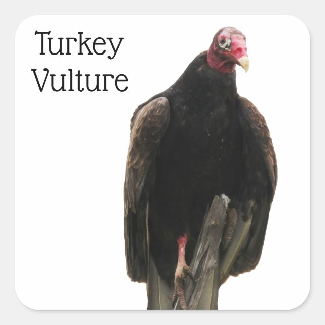 Sticker Carré Vautour de Turquie (Devant)