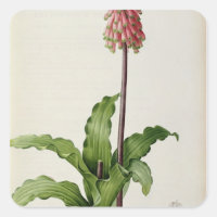 Veltheimia Capensis, de "Les Liliacees", vers 1805