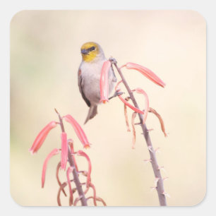 Sticker Carré verdin perché sur le pénis
