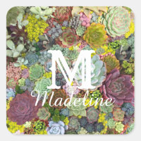 Verdure colorée Succulents