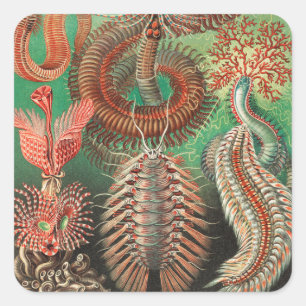 Sticker Carré Vers, Annélides Chaetopoda par Ernst Haeckel