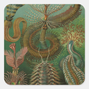 Sticker Carré Vers Annélides Chaetopoda par Ernst Haeckel