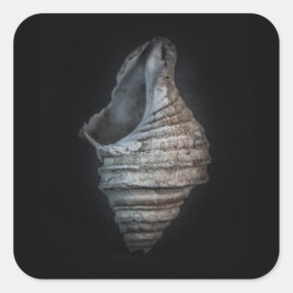 Sticker Carré Version couleur Shells No 6