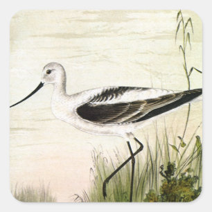 Sticker Carré Vieille vie marine Oiseaux de rivage, oiseaux avoc