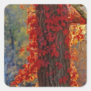 Sticker Carré Vigne vierge rouge vif en automne à