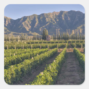 Sticker Carré vignes de Cabernet Sauvignon à Huailai Rongchen