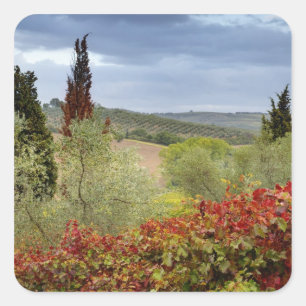 Sticker Carré Vignoble près de Montalcino, Toscane, Italie