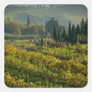 Sticker Carré Vignoble, Toscane, Italie