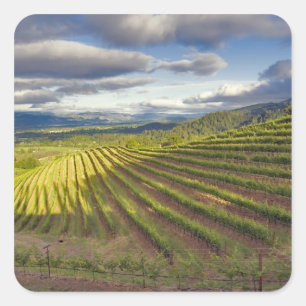 Sticker Carré Vignoble. Vallée de Napa. Napa. Comté de Napa,