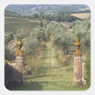 Sticker Carré Vignobles, Toscane, Italie