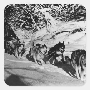 Sticker Carré Vintage Alaska eskimo Malamute course de traîneau