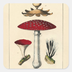 Sticker Carré Vintage Mushroom Botanical Print