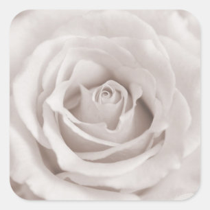 Sticker Carré Vintage Sepia White & Cream Rose Arrière - plan Pe