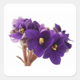 Sticker Carré Violet africain