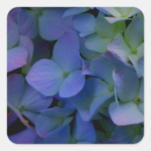 Sticker Carré Violet violet rose bleu hydrangée fleurie